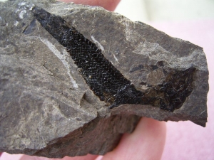 Triassic fish from Seefeld #6 Pholidophorus
