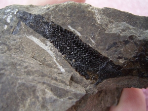 Triassic fish from Seefeld #6 Pholidophorus