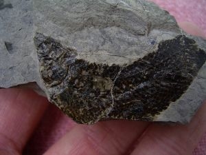 Triassic fish from Seefeld #7 Pholidophorus