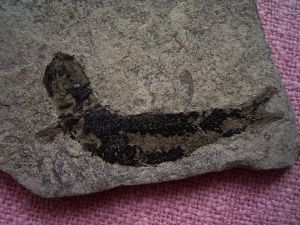 Triassic fish from Seefeld #8 Pholidophorus