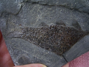 Triassic fish from Seefeld #9 Paralepidotus