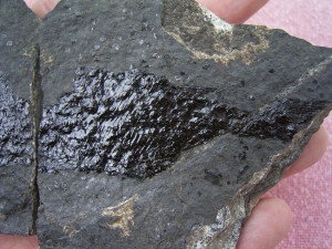 Triassic fish Pos/eg from Seefeld #10 Unidentified