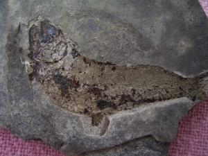 Triassic fish Pos/Neg from Seefeld #11 Pholidophorus