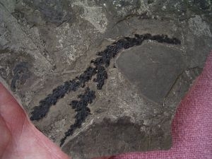 Voltzia triassic age Seefeld, Austria #3