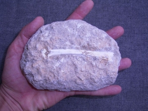 Bird bone from Moroc