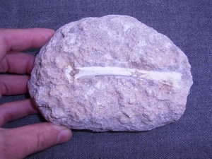 Bird bone from Moroc