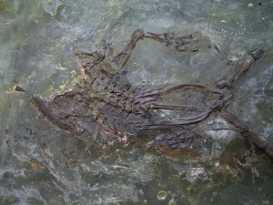 Messel frog