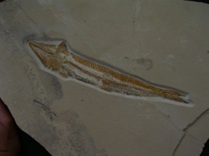 Prinolepis fish fossil