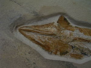 Prinolepis Fisch Fossil