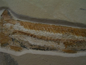 Prinolepis fish fossil