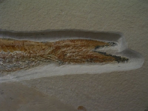 Prinolepis Fisch Fossil