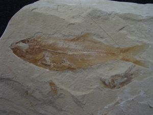 Sendenhorstia Fisch Fossil #1