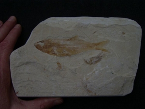 Sendenhorstia Fisch Fossil #1