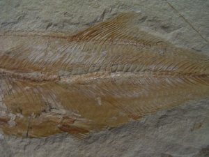 Sendenhorstia fish fossil #1