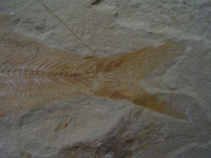 Sendenhorstia fish fossil #1