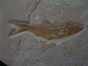 Sendenhorstia fish fossil