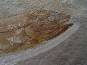 Sendenhorstia fish fossil