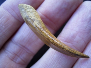 Flying reptile tooth from Russia