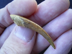 Flying reptile tooth from Russia