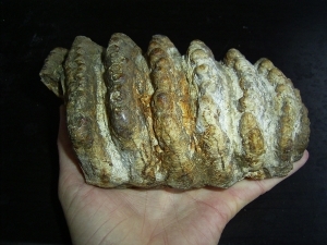 Stegodon tooth