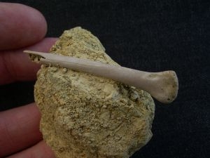 Paleolodus radius bone #1