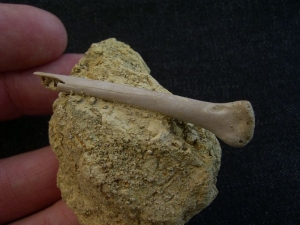 Paleolodus Knochen Radius #1
