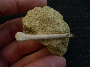 Paleolodus radius bone #1