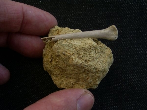 Paleolodus radius bone #1