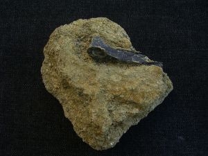 Paleolodus Knochen Tibia #1