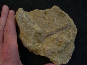 Paleolodus Knochen tibia #2