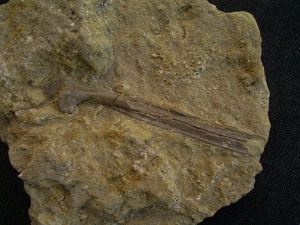 Paleolodus tibia bone #2