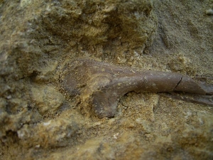 Paleolodus Knochen tibia #2