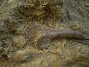 Paleolodus tibia bone #2