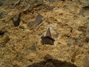 Hybodus tooth