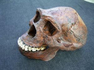 Skull Homo Erectus