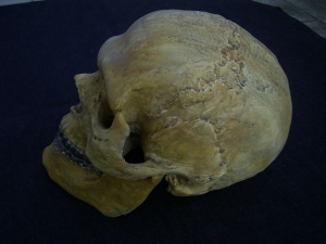 Cro Magnon Skull