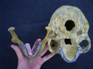 Cro Magnon Skull