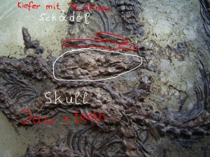 Messel Snake, both sides