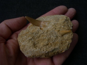 Plesiosaur and shark tooth, Moroc #6