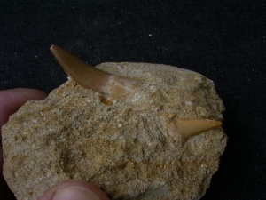 Plesiosaurus und Hai Zahn; Marokko #6