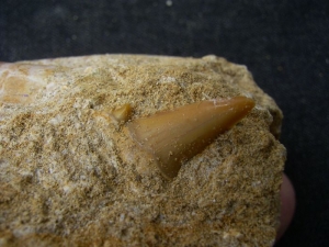 Plesiosaur and shark tooth, Moroc #6