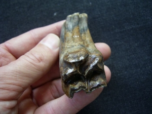 Horse tooth # 2