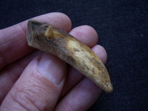 Horse incisor tooth