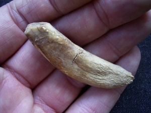 Horse incisor tooth