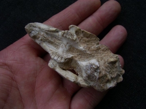 Hasen Schädel aus dem Miozän