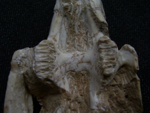 Hasen Schädel aus dem Miozän