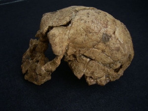 Homo Rudolphensis KNM-ER 1470