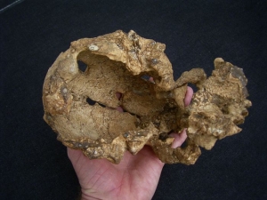 Homo Rudolphensis KNM-ER 1470