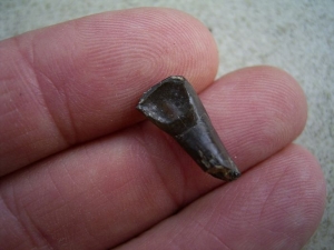 Paleeotherium Incisor - early horse