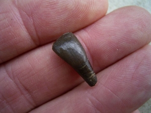 Paleeotherium Incisor - early horse